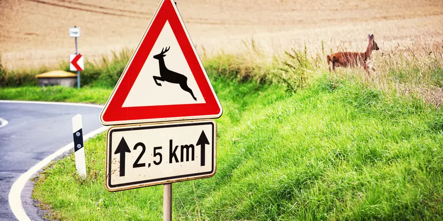 Das Unfallrisiko durch Wildwechsel minimieren