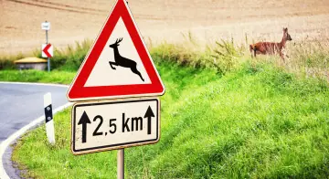 Tierische Verkehrsteilnehmer